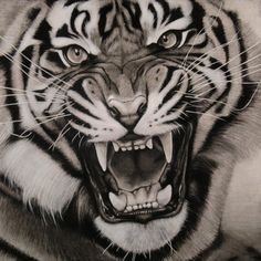 a tiger with its mouth open and it's teeth wide open, showing fangs