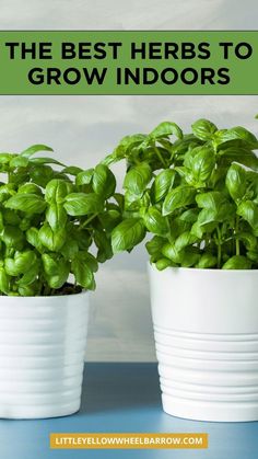 the best herbs to grow indoors are in white plastic pots with green leaves on them