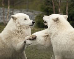 two white polar bears playing with each other