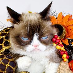 a grumpy cat with blue eyes sitting on a table next to some decorations