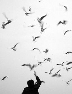 a flock of birds flying over a person