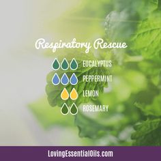 Eucalyptus Diffuser Blends - 10 Respiratory Essential Oil Recipes Eucalyptus Essential Oil Uses, Eucalyptus Oil Uses, Săpunuri Handmade, Essential Oils For Colds, Essential Oil Diffuser Blends Recipes, Minty Fresh