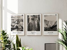 three black and white photographs hanging on the wall next to a potted plant in front of a window