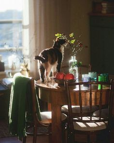 a cat standing on top of a wooden table next to a vase filled with flowers