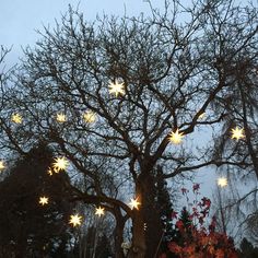 a large tree with lights hanging from it's branches