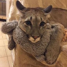 a stuffed animal sitting on top of a chair