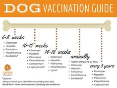 Time Table For Dog Vaccinations                                                                                                                                                                                 More Daily Questions, Veterinary Science, Puppy Time, Puppies Tips, Training Treats, Maltese Puppy, Puppy Care