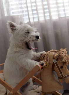 a white dog sitting on top of a wooden rocking chair next to a stuffed horse