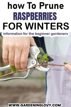 Pruning raspberries for winters- step by step Pruning Raspberries Fall, Hydrangea Care, Overwintering, Flower Care