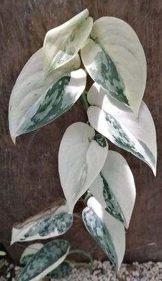 Unique House Plants, Scindapsus Exotica, Indoor Plants Names, Silver Plant, Household Plants, White Plants, Trailing Plants, Plant Decor Indoor