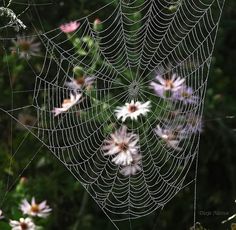 a spider web with flowers in the background