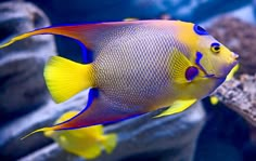 a blue and yellow fish in an aquarium