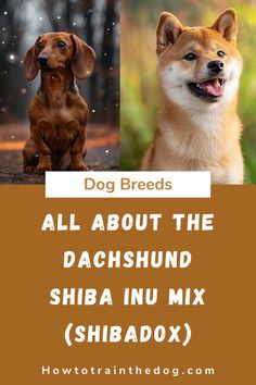 two dogs with the words, all about the dachshund shiba inu mix