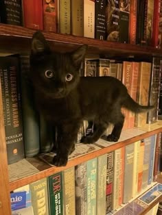 a black cat sitting on top of a bookshelf filled with lots of books