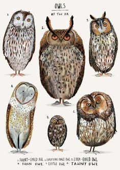 an image of owls with different facial expressions