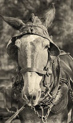 a black and white photo of a horse with a hat on it's head