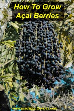 a bunch of berries hanging from a tree with the words how to grow acai berries