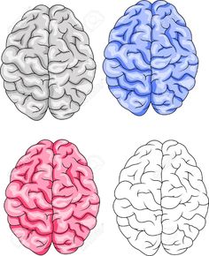 three different colored brain sections on white background stock photo - 957982