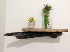 two succulents are sitting on a shelf next to a potted plant