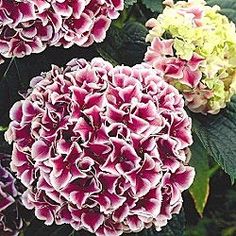 three pink and white flowers with green leaves on them in front of another plant that is blooming