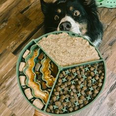 a dog is looking up at his food bowl