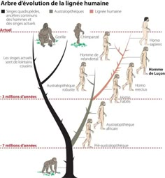 the evolution of humans in different stages of life, including trees and other things to see