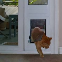 an orange cat with a cone on its head coming out of a door to enter the house