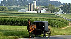 a horse and buggy traveling down a country road next to corn fields in the distance