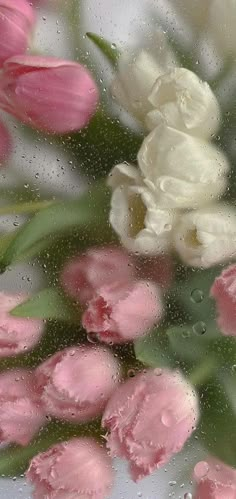 pink and white tulips are seen through the raindrops on a window