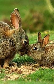 two rabbits are kissing each other in the grass