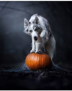 a white and gray dog standing on top of a pumpkin in front of a black background