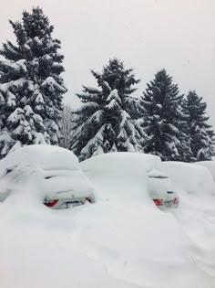 snow covered cars parked in front of evergreen trees