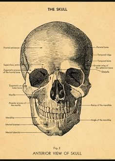 a diagram of the human skull on top of a piece of paper