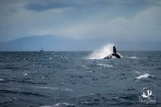 a whale jumping out of the water with a boat in the backgrounge