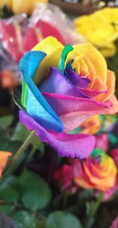 a rainbow colored rose with green leaves in the foreground and other colorful flowers in the background