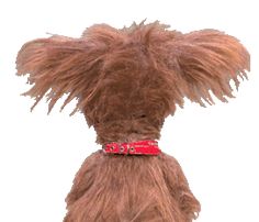 a brown dog wearing a red collar and leash