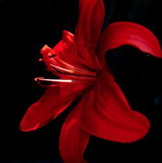 Photo by Karen Woody @kare Dark Red Aesthetic Widget, Red Aesthetic Photos, Aesthetic Red Flowers, Red Lilies Aesthetic, Red And Black Flowers Aesthetic, Dark Red Flowers Aesthetic, Red Rose Dark Aesthetic, Red Lilies, Flower Icons