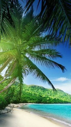 the beach is surrounded by palm trees and clear blue water, with green mountains in the distance