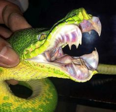 a person holding a green snake with its mouth open