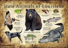 an animal poster with different types of animals and their names on it's side