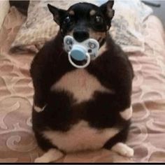 a dog sitting on top of a bed with a pacifier in its mouth