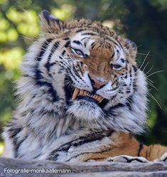 a tiger is laying down with its mouth open