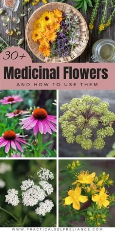 different types of flowers with text overlay that says, medical flowers and how to use them