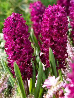 purple flowers are blooming in the garden