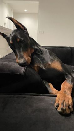 a black and brown dog laying on top of a couch