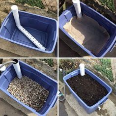 four pictures show different stages of growing plants in a blue plastic container, and the steps leading up to it