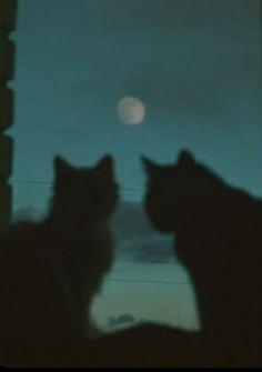 two cats are looking out the window at the moon