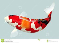 a red and white koi fish swimming in the water stock photo image of aquatic