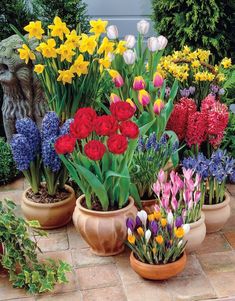 many different types of flowers in pots on the ground