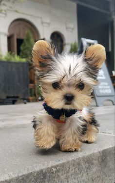 a small dog sitting on top of a cement step next to a building and looking at the camera